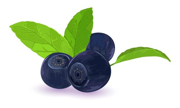 Huckleberry